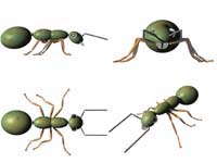 Ant Model (12563 bytes)